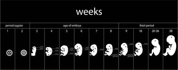 Fetus işareti aşamaları — Stok Vektör