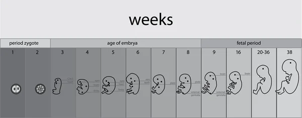 胎児の段階の記号 — ストックベクタ