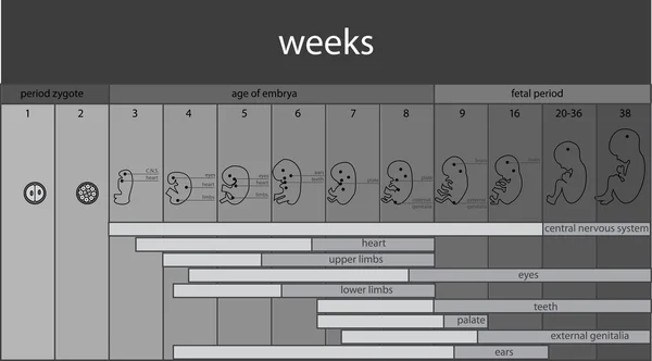 Signalisation des stades foetus — Image vectorielle