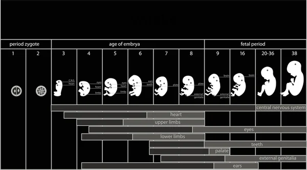 Signalisation des stades foetus — Image vectorielle