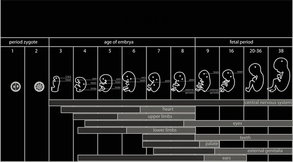 Signalisation des stades foetus — Image vectorielle