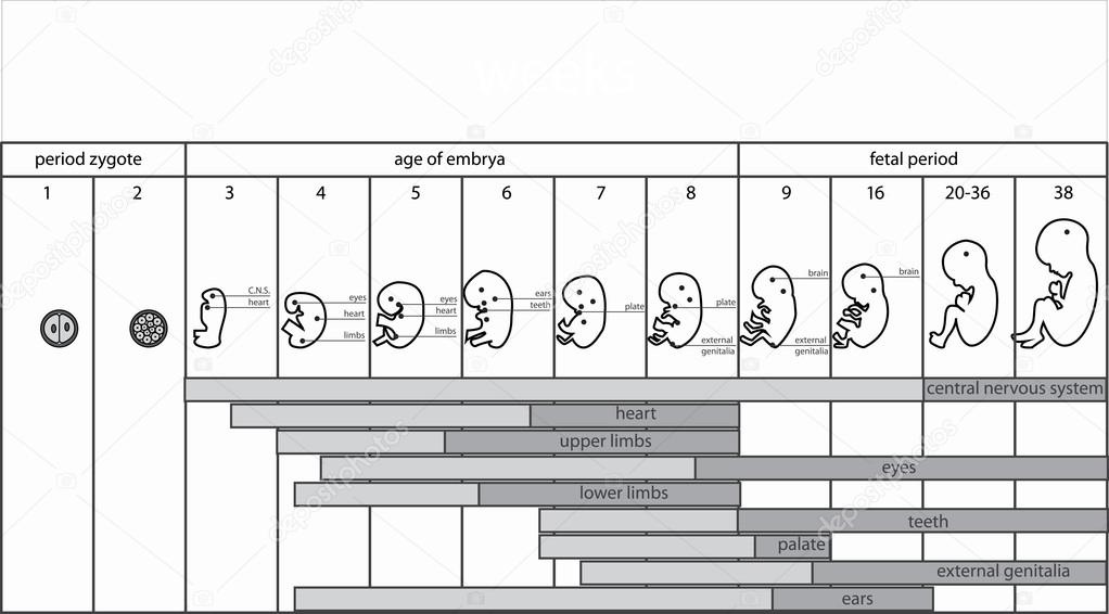 Недель назад на данный. Схема развития плода по неделям. Этапы развития эмбриона человека по неделям в картинках. Формирование эмбриона по дням. Эмбрион по неделям рисунки.