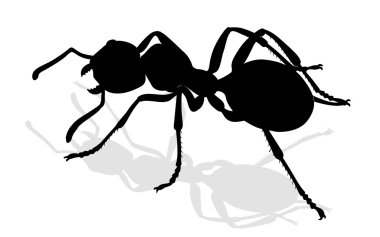 Bug - forest ants clipart