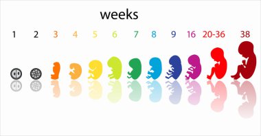 fetus aşamaları