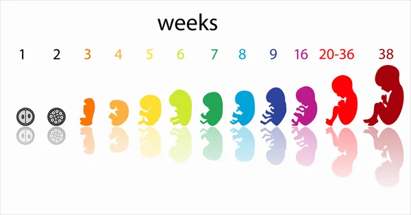 Fetus stages — Stock Vector