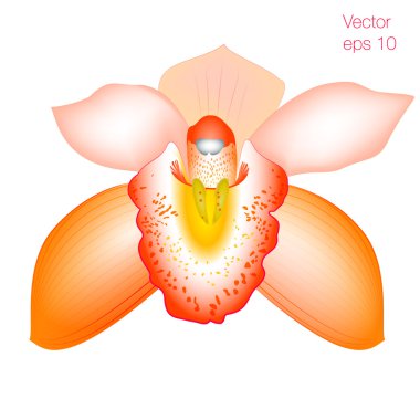 Turuncu orkide çiçek