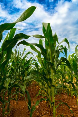 Yeşil mısır tarlası büyüyor