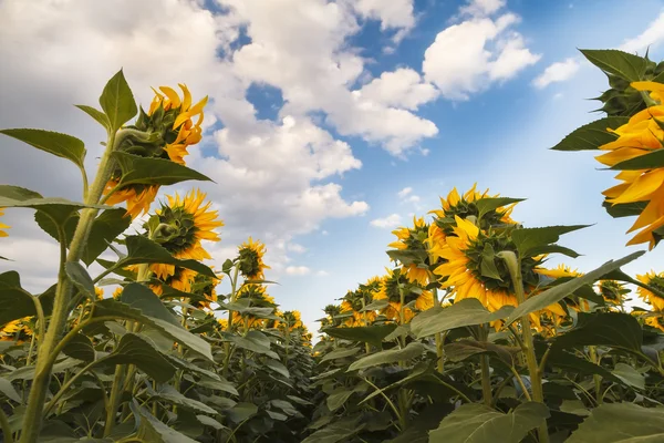 Campo di girasole — Foto Stock