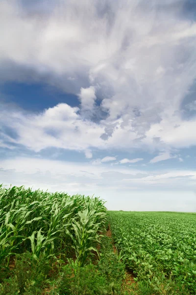 Grön majs fält växer upp — Stockfoto
