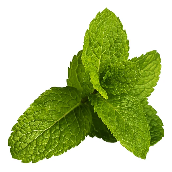 Foglie di menta fresca — Foto Stock