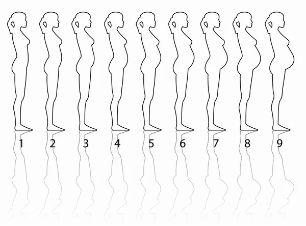 Etapas del embarazo — Archivo Imágenes Vectoriales