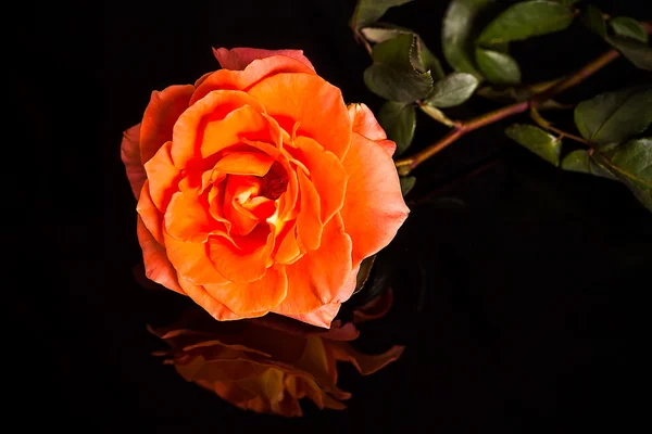 Rosa rossa isolata — Foto Stock