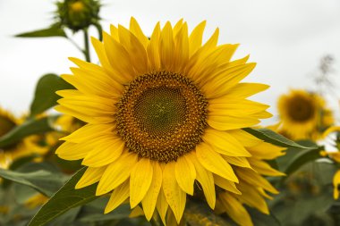 Yaz ayçiçeği alan