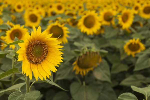 Літній соняшникова поля — стокове фото