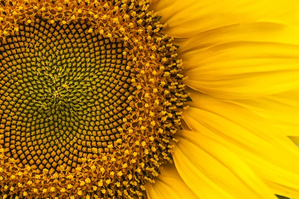 Жовтий соняшник крупним планом — стокове фото