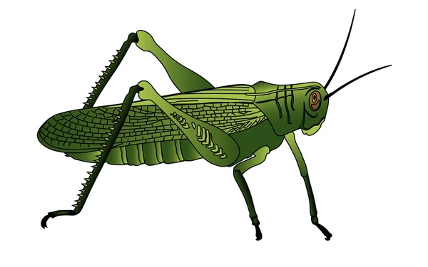 Insecto grillo imágenes de stock de arte vectorial | Depositphotos