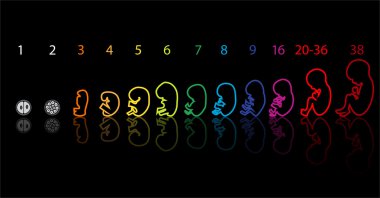 9 fetus aşamaları