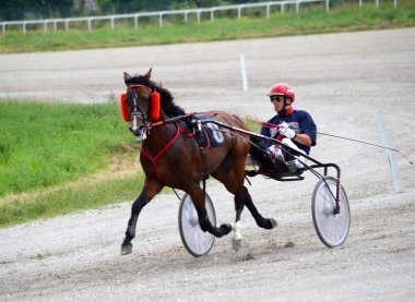 Belgrad, Sırbistan için 19 Haziran 2016 üzerinde Belgrad Hippodrome adlı paça yarışları