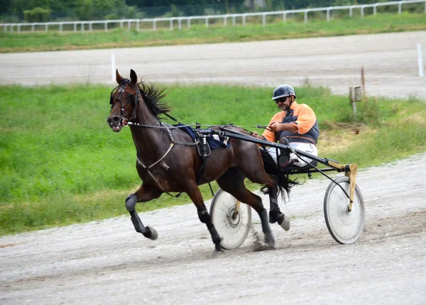 การแข่งขัน Trotting ที่ Belgrade Hippodrome ในวันที่ 19 มิถุนายน ค.ศ. 2016 ในเบลเกรด เซอร์เบีย — ภาพถ่ายสต็อก