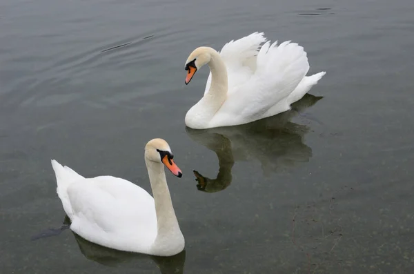 Two Beautiful Swans Floating Lake — Stock Photo, Image