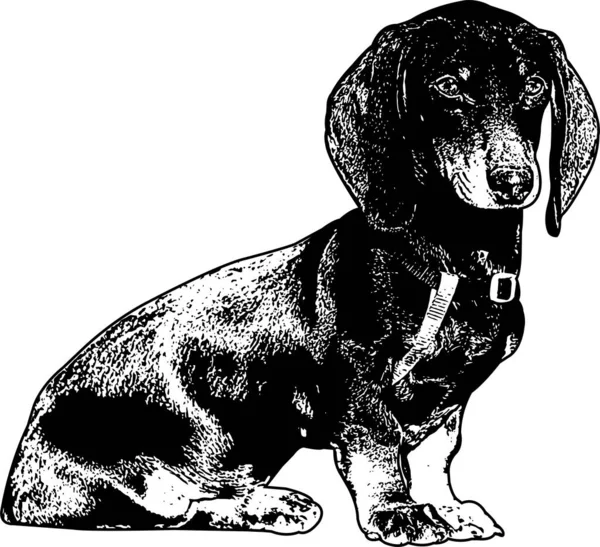 Dachshund Σκετς Σκύλου Διανυσματική Απεικόνιση — Διανυσματικό Αρχείο