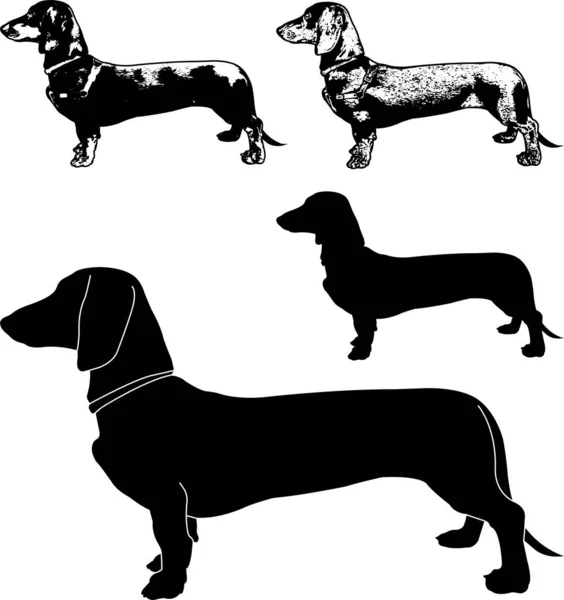 Dackelhund Silhouette Und Skizze Illustration Vektor — Stockvektor