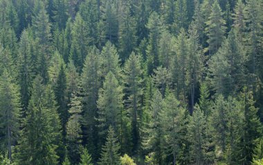 Köknar ağacı orman arka plan