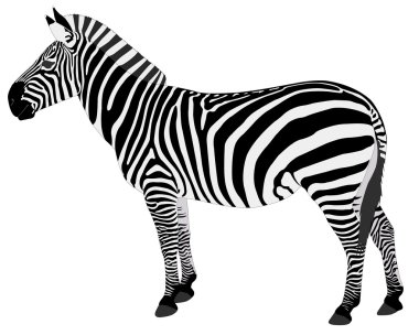 Zebra ayrıntılı gösteren resim