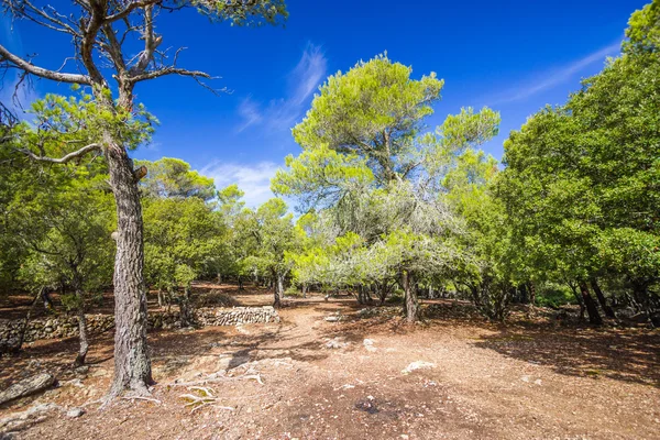 Güzel manzarasına Sierra de Tramuntana, Mallorca, İspanya