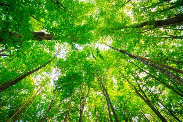 Bela floresta perto da cidade de Rzeszow, Polônia — Fotografia de Stock