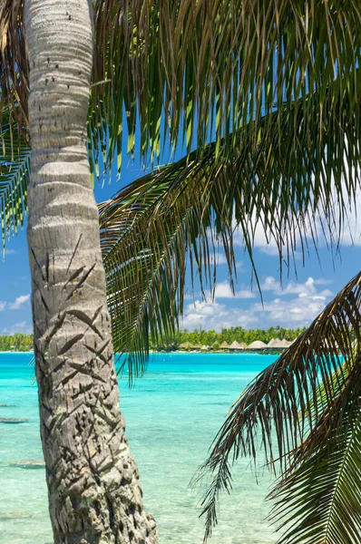 Paradise view of Rangiroa atoll, French Polynesia — Stock Photo, Image