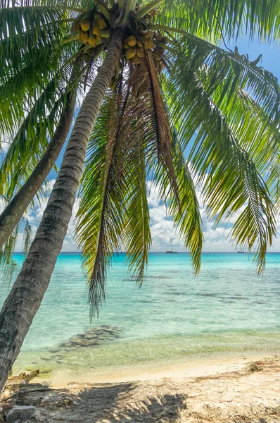 Paradise view atolu Rangiroa, Polinezja Francuska — Zdjęcie stockowe