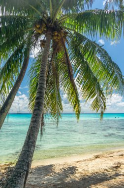 Cennet görünümü Rangiroa Atoll, Fransız Polinezyası