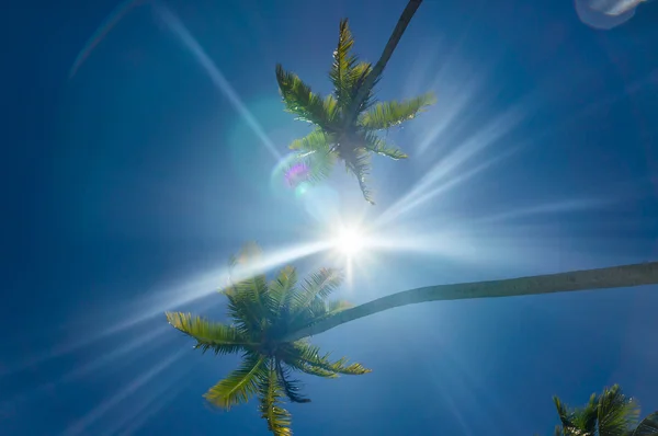 Beuatiful palms från Rangiroa atoll, franska Polynesien — Stockfoto