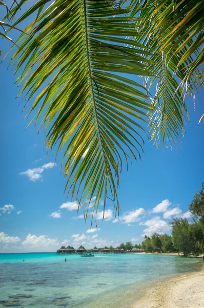 Vista paradisiaca dell'atollo di Rangiroa, Polinesia Francese — Foto Stock