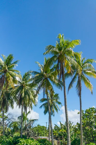 Beuatiful palms üzerinden Rangiroa atoll, Fransız Polinezyası — Stok fotoğraf