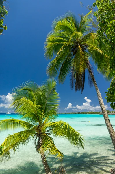 Paradise view of Rangiroa atoll, French Polynesia — Stock Photo, Image