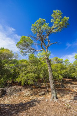 Güzel manzarasına Sierra de Tramuntana, Mallorca, İspanya