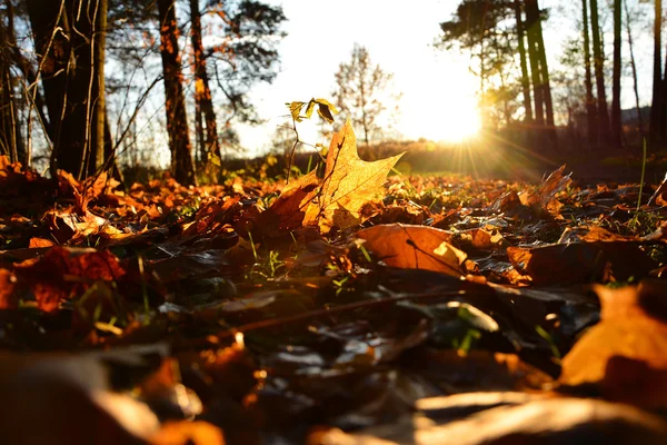 Juharlevelek a földön, az őszi erdő Stock Kép