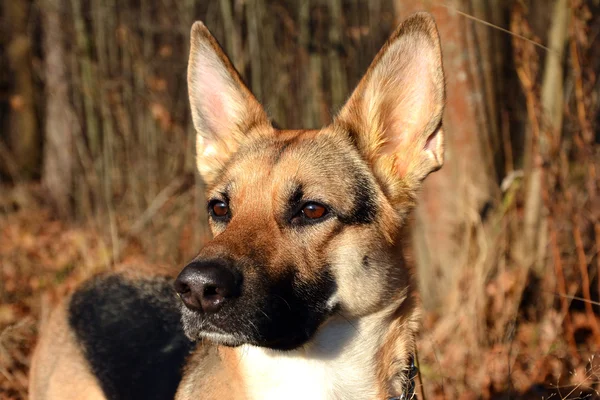 Perro ovejero de Europa Oriental —  Fotos de Stock