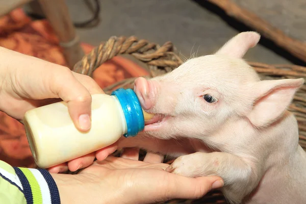 새끼 돼지를 먹이 병 — 스톡 사진