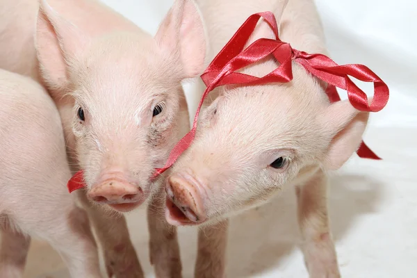 Playing Small Piglets — Stock Photo, Image