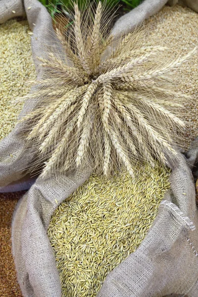 小麦籽粒作物 — 图库照片