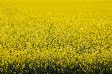 Kanola alan çiçekli