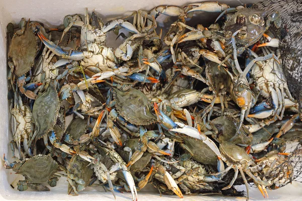 Blue Crab in Crate — Stock Photo, Image