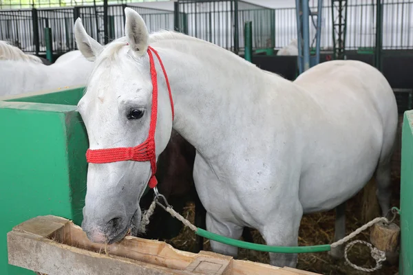 Caballo blanco en caja —  Fotos de Stock