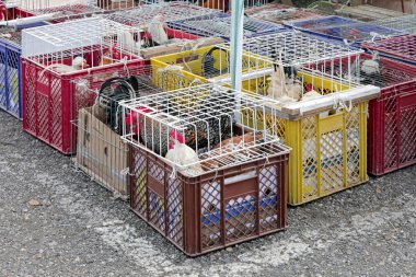 Kümes hayvanları sandıkları Pazar