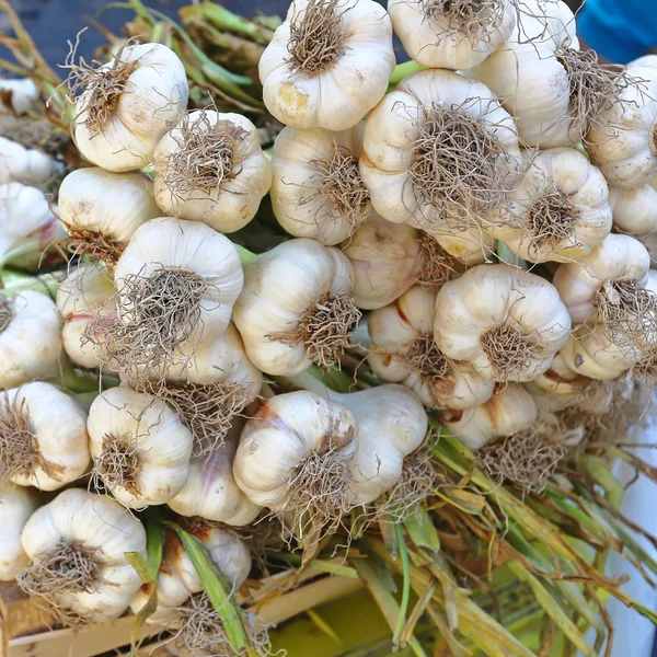 Big Bunch of Garlic — Stock Photo, Image