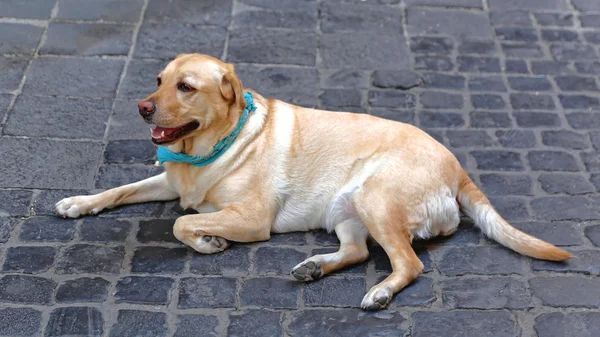 Labrador amarillo retriever —  Fotos de Stock