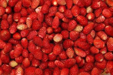 Yaban çilekleri arka plan